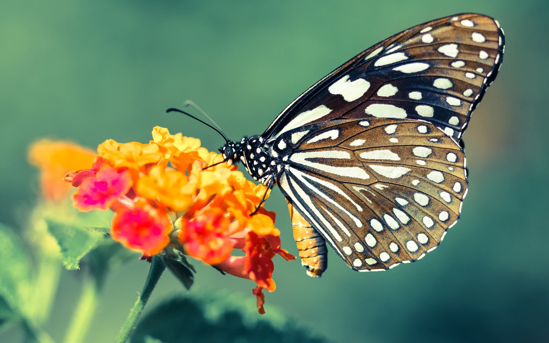 东决之夜，当篮球在罚球线上接受审判，布克的杀戮与救赎