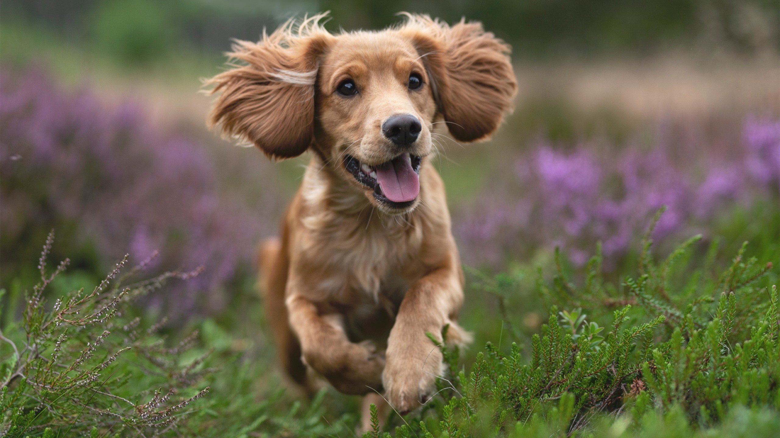 锁链与乐章，当森林狼的防守吞噬国王，利拉德为比赛谱曲