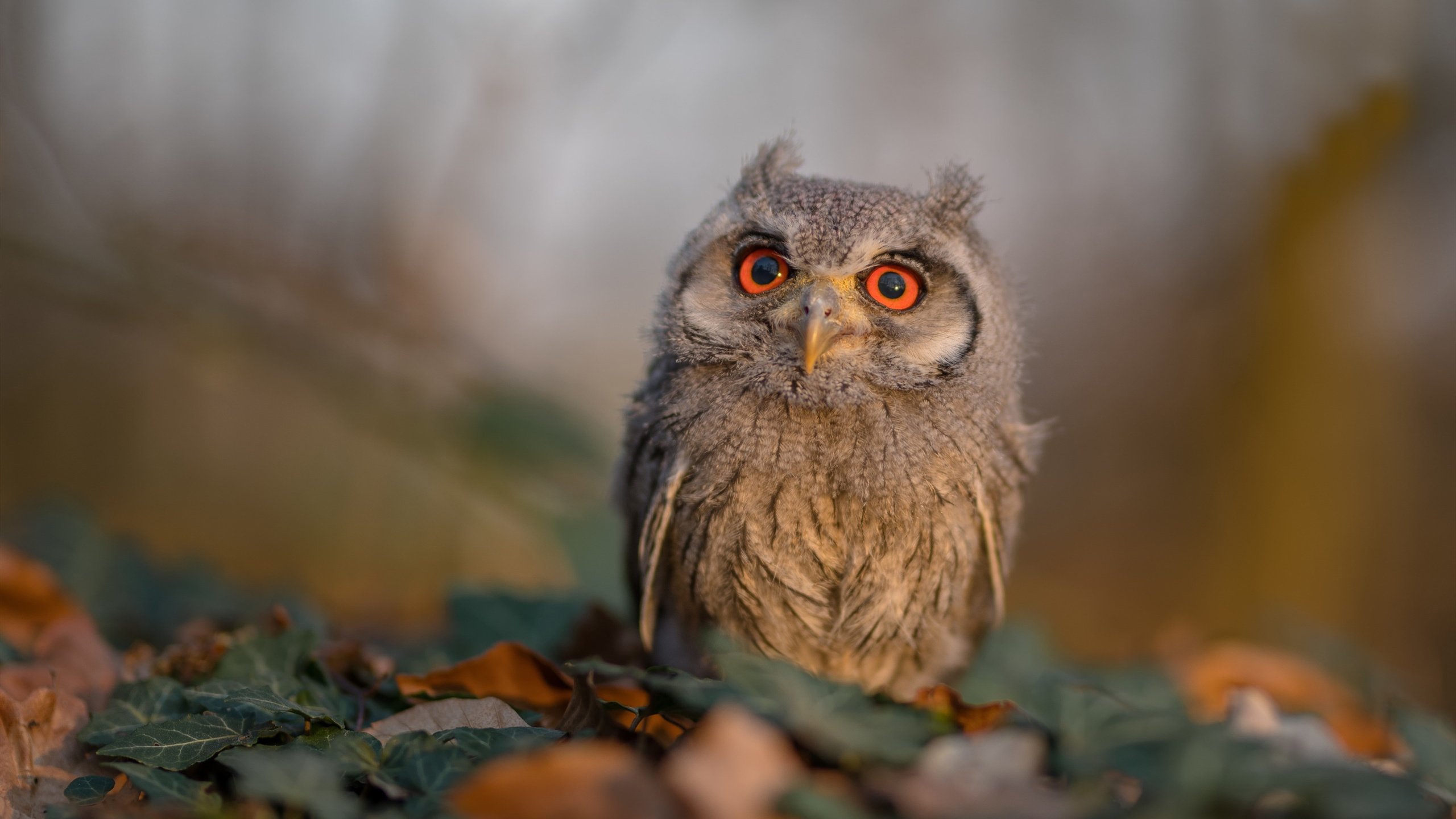 开云体育在线-跨界传奇，阿拉巴在东决关键战接管比赛，助法国淘汰荷兰晋级