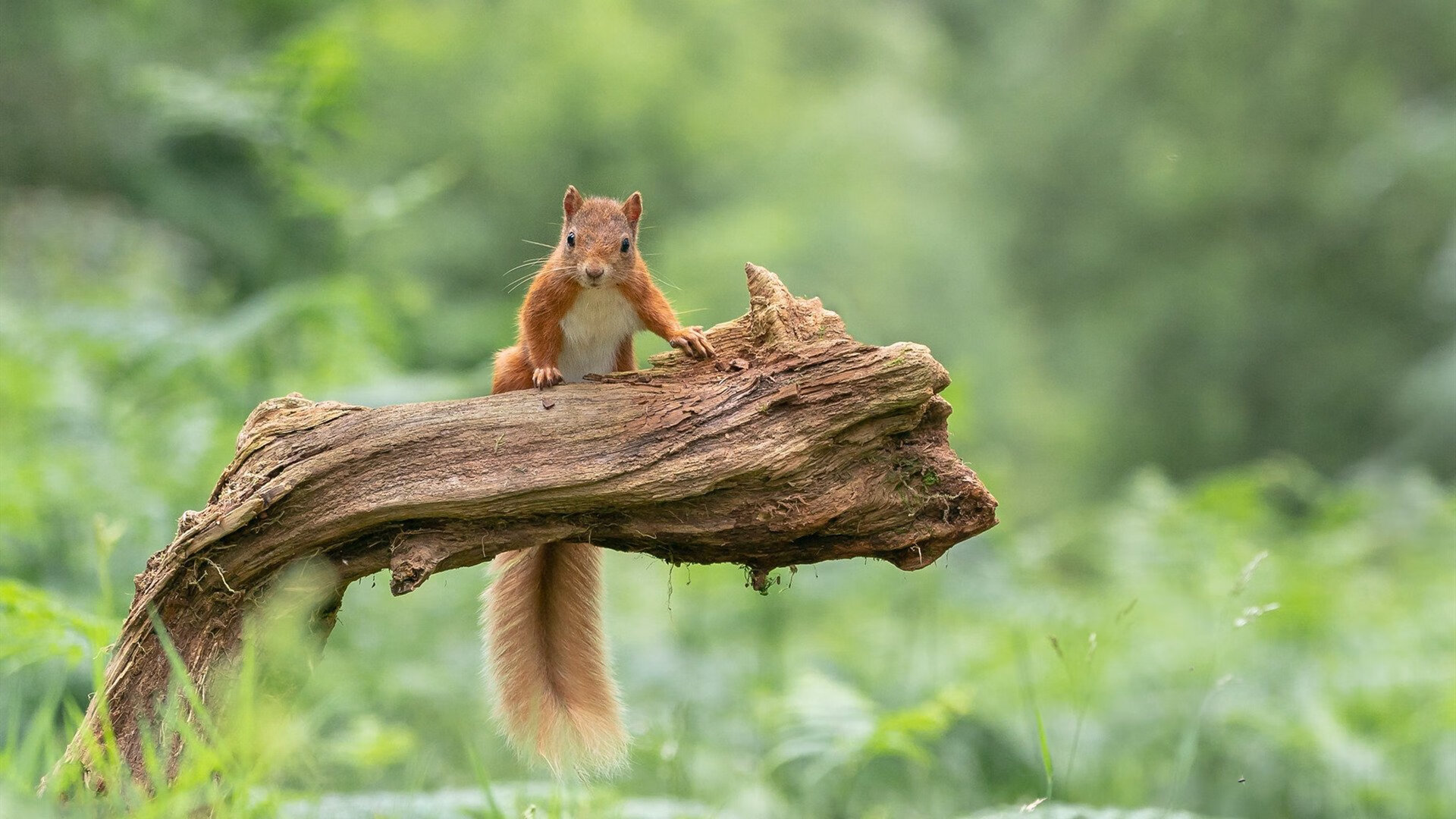 冰与火之歌，挪威战贝蒂斯，伊布化身独行战神